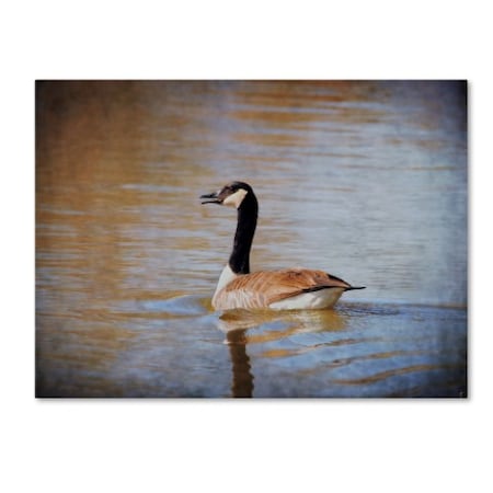 Jai Johnson 'Canadian Goose In The Water' Canvas Art,35x47